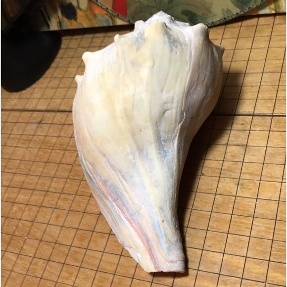 Knobbed Atlantic Whelk Shell Large 7.25”Lx4.5”Wx3.25”H Weight 9.9oz GUC - Picture 8 of 9